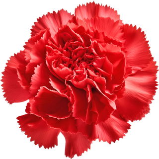 spanische Gartennelke
