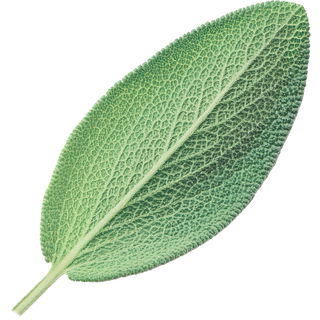 mexikanischer Salbei