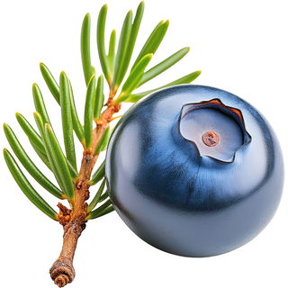 Spanish cade juniper