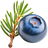 Juniper