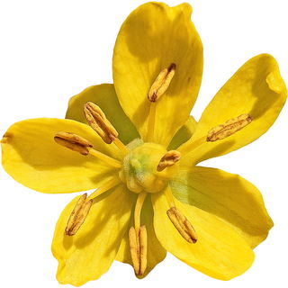 Kreosotbusch