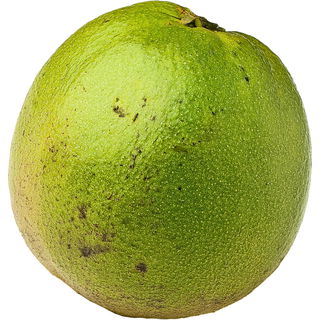 Eastern black walnut