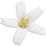 Klebsamenblüte