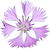 Dianthus superbus