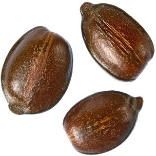 Efeusamen