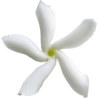 Sternjasmin
