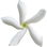 Star jasmine