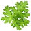 Geranium leaf