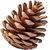 Calabrian pine cone