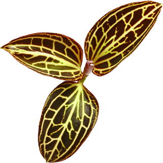 Dossinia orchid