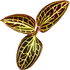 Dossinia orchid