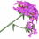 Verbena absolute