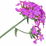 Vervain