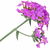 Vervain