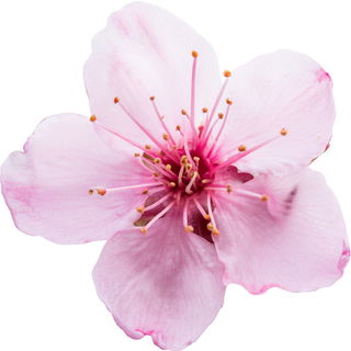 Pflaumenblüte
