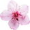 Pflaumenblüte