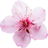 Plum blossom