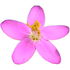 Centaury