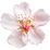 Mandelblüte