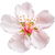 Mandelblüte