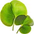 Aquatic plants