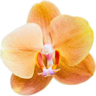 Gold orchid