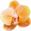 Gold orchid