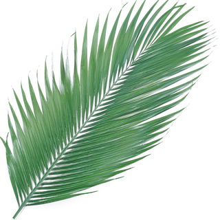 Kokospalme