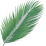Coconut palm