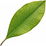 Clove leaf