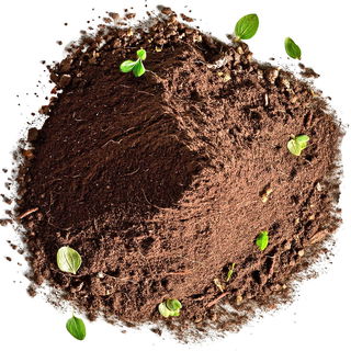 Forest soil