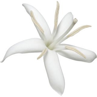 Coffee blossom