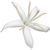 Coffee blossom absolute