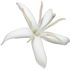Coffee blossom