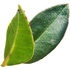 Italian myrtle