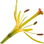 Lilienstempel