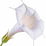 Datura