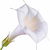 Datura