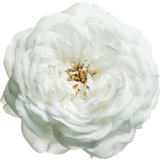 Rosa alba attar