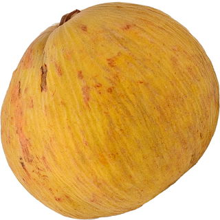 Santol