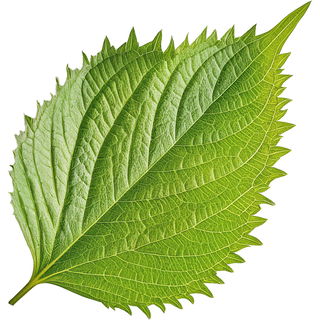 Shiso
