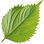 Shiso
