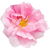 Damaszener-Rose
