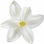 White hyacinth