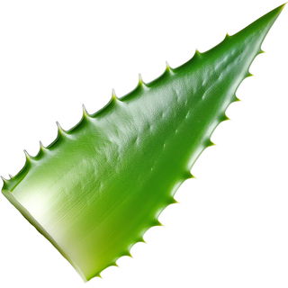 Aloebaum