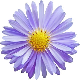 Aster