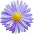 Aster