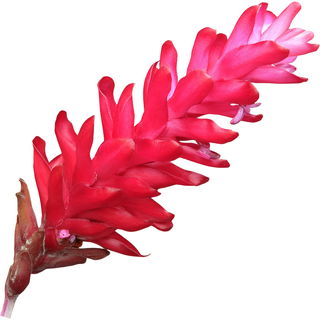 indonesischer Roter Ingwer