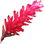 Roter Ingwer