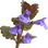 Glechoma hederacea